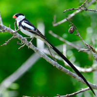 Pin-tailed Whydah